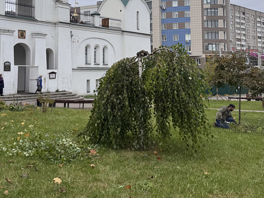 В Троицком сквере подстригли пендульные березы 